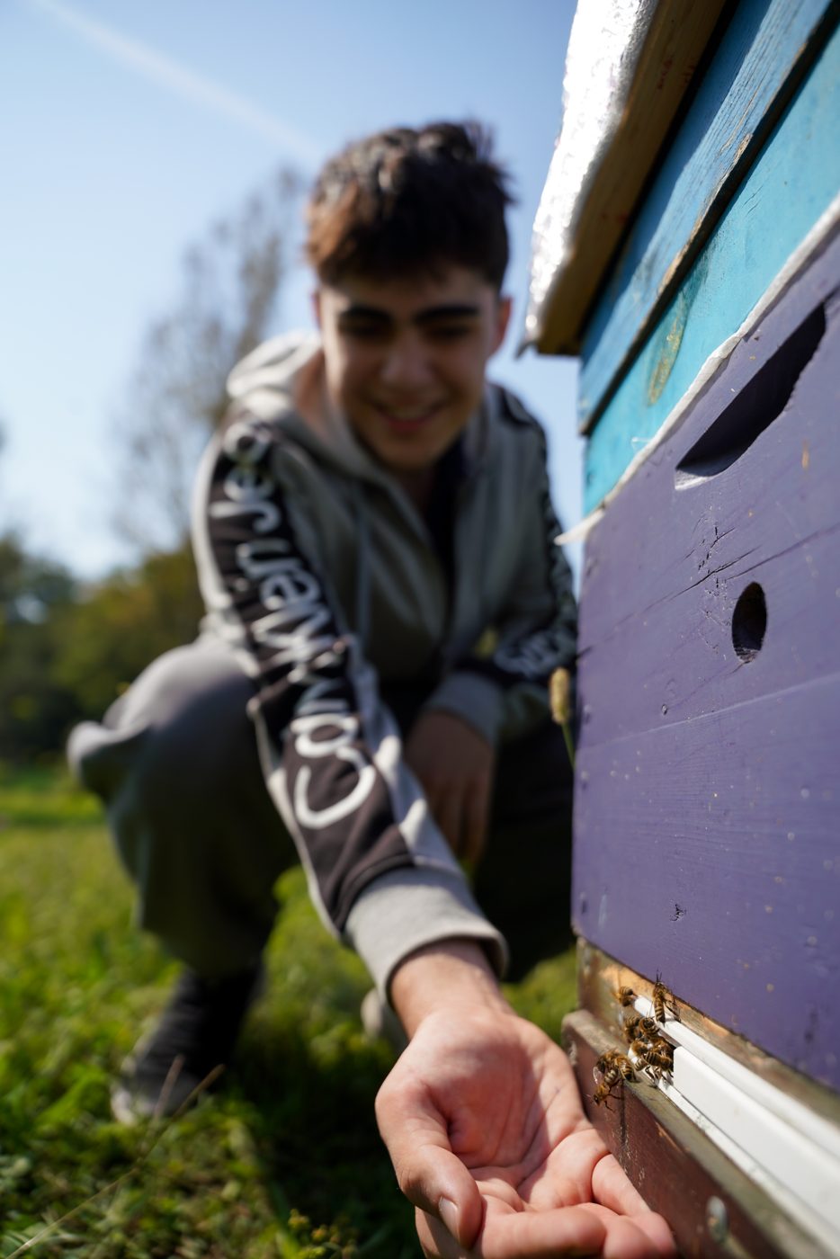 A bee walks onto an open hand at the hive entrance